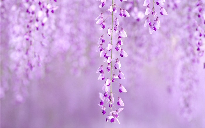 flores wisteria roxo-Plantas HD Wallpaper Visualizações:15002