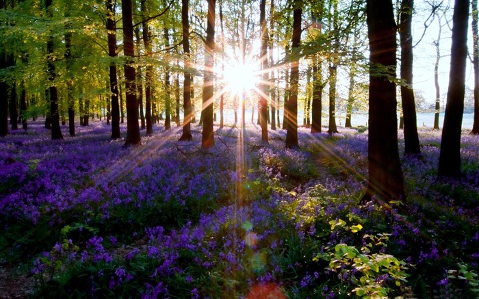 forest lens flare-Landscape HD Wallpaper Views:12846 Date:2013/10/9 8:53:43