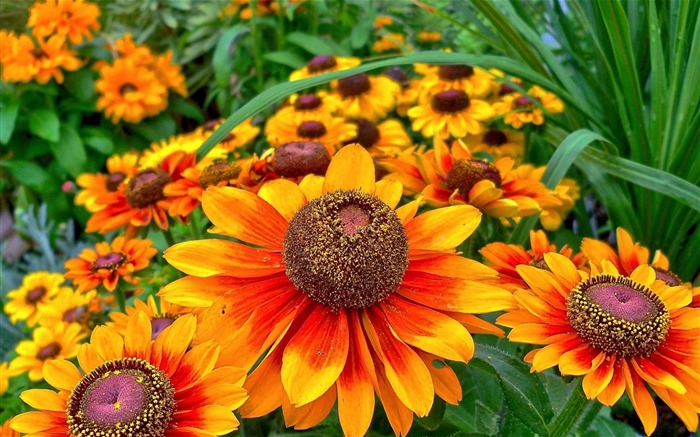 gaillardia flower close-up-Flowers HD Wallpaper Views:8375 Date:2013/10/14 19:06:16