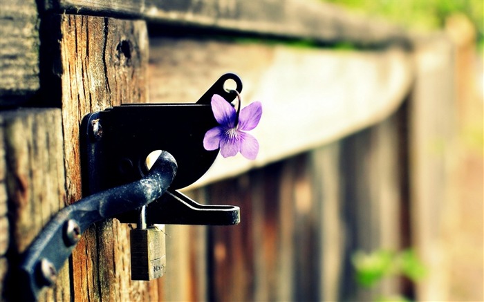 porta de bloqueio flor roxa-Plantas HD Wallpaper Visualizações:6305