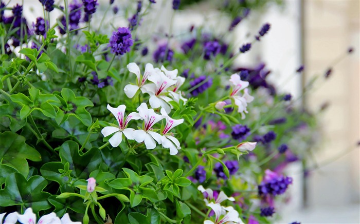 green blurry close-up-Flowers HD Wallpaper Views:8187 Date:2013/10/14 19:03:08