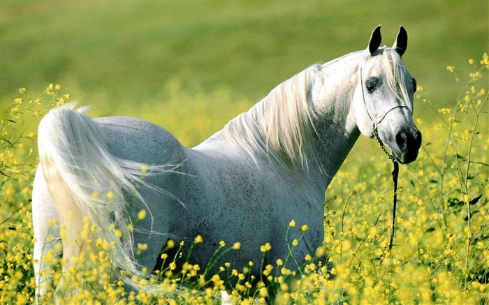 horse grass flowers bridle walk-Animal HD Wallpaper Views:9512 Date:2013/10/2 10:45:01