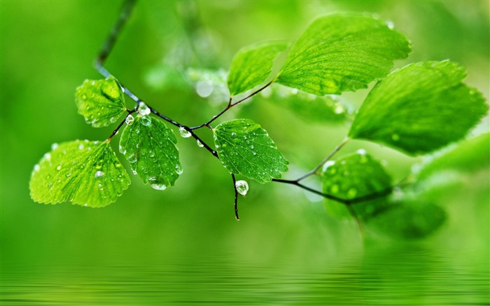 leaves drops nature-Plants Macro wallpaper Views:9950 Date:2013/10/11 11:04:18