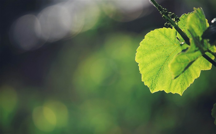 leaves grass background-Plants Macro wallpaper Views:7677 Date:2013/10/11 11:07:18