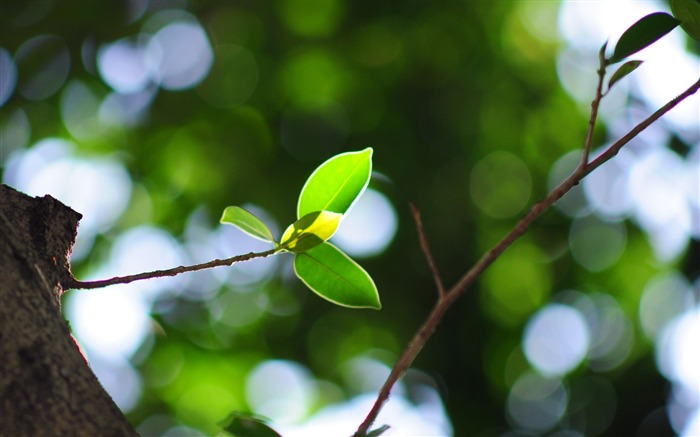 叶片树枝光-植物微距壁纸 浏览:7075