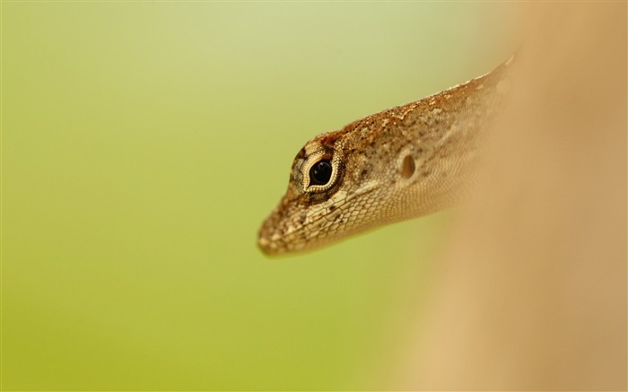 lizard head eyes-Animal HD Wallpaper Views:7929 Date:2013/10/2 10:45:55