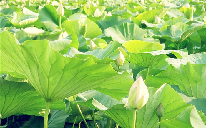 lotus bourgeons feuilles-Photos HD Fond d'écran Vues:8345