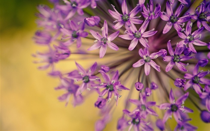 Flores macro pétalas roxas-Plantas HD Wallpaper Visualizações:7021