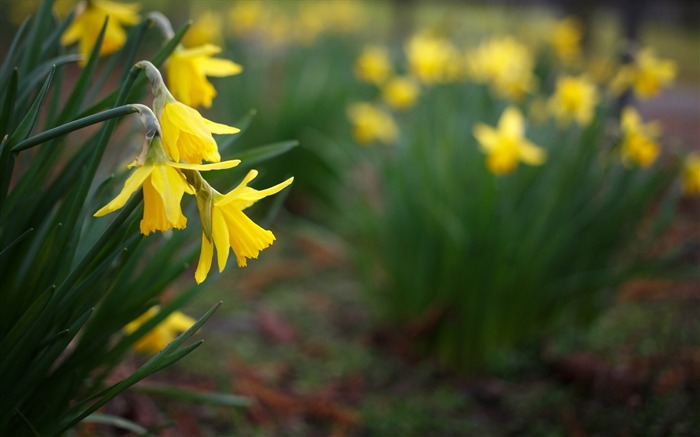 narciso flores amarelas-Plantas HD Wallpaper Visualizações:8666