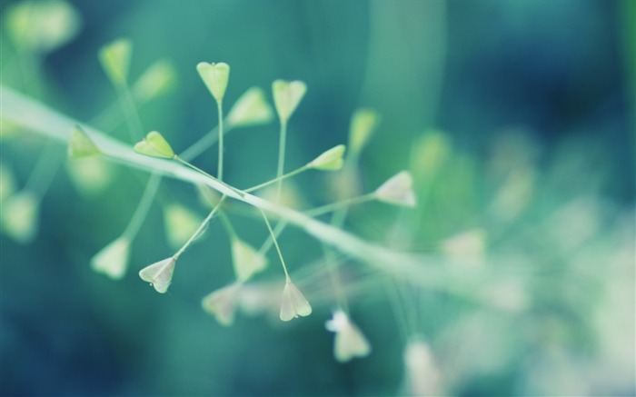 feu vert des plantes-Photos HD Fond d'écran Vues:7880