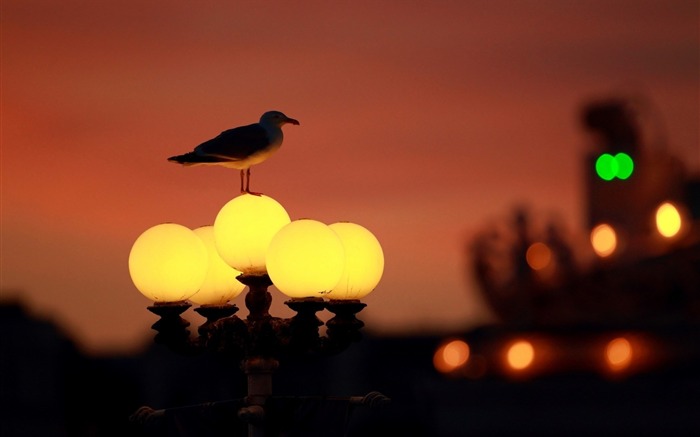 lâmpada lanterna lâmpada bokeh-City HD Wallpaper Visualizações:8258