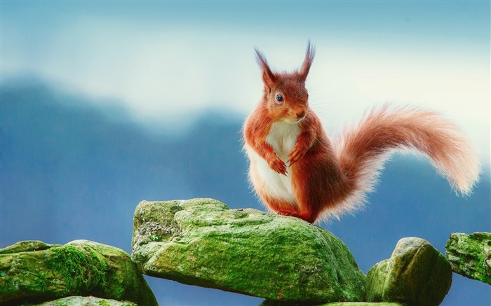 squirrel rocks moss-Animal HD Wallpaper Views:8282 Date:2013/10/2 10:46:58