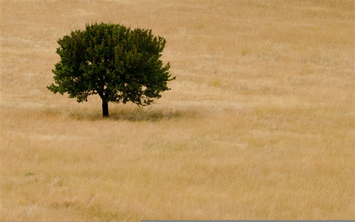 el papel tapiz de árbol-paisaje europeo Vistas:7368