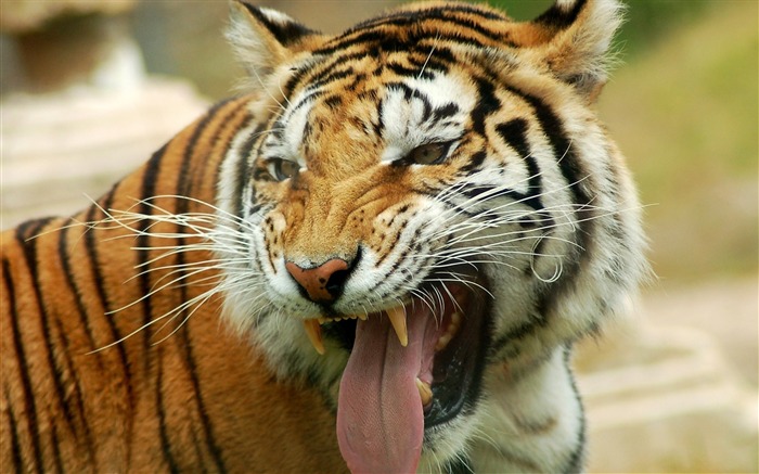 tiger teeth tongue look-Animal HD Wallpaper Views:13288 Date:2013/10/2 10:48:03