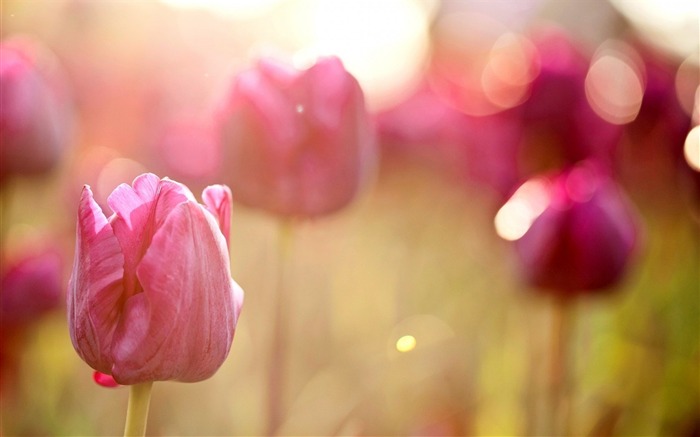 flores de tulipas campo rosa macro-Plantas HD Wallpaper Visualizações:9102