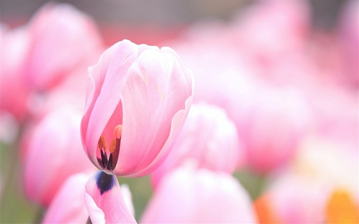 tulips pink flowers-Photo HD Wallpaper Views:7862 Date:2013/10/2 1:54:25