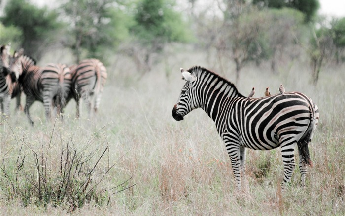 zebra grass walk-Animal HD Wallpaper Views:7776 Date:2013/10/2 10:49:19