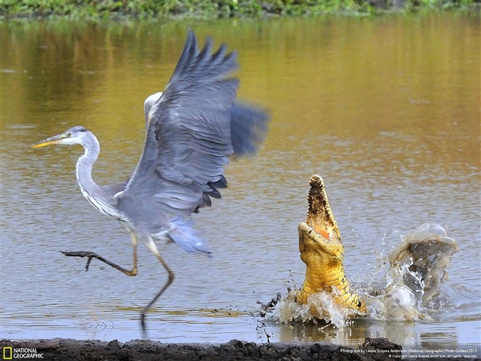 Close call-National Geographic fond d'écran Vues:9909