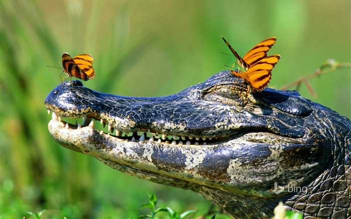 Crocodile papillon-Octobre 2013 Bing fond d'écran Vues:13114