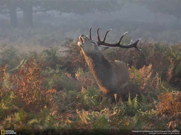 cerf appel-National Geographic fond d'écran Vues:9516