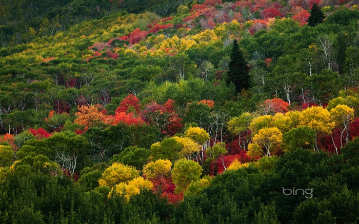 Forêt dense-Octobre 2013 Bing fond d'écran Vues:10522