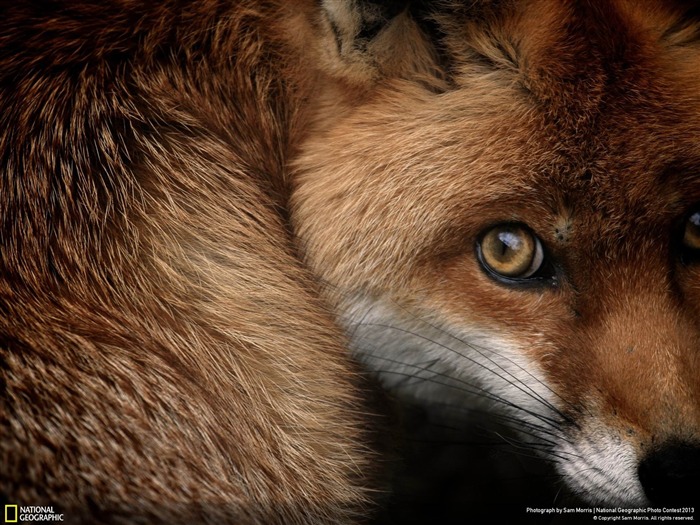 Fox coup d'oeil-National Geographic fond d'écran Vues:10265