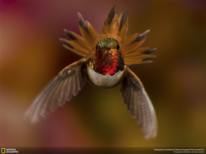 I'm In Charge-National Geographic fond d'écran Vues:8639