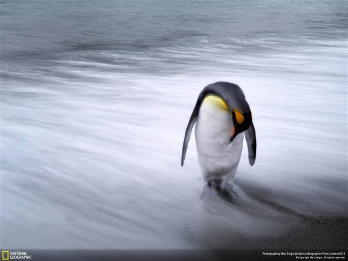 Lone Penguin-National Geographic fond d'écran Vues:10396