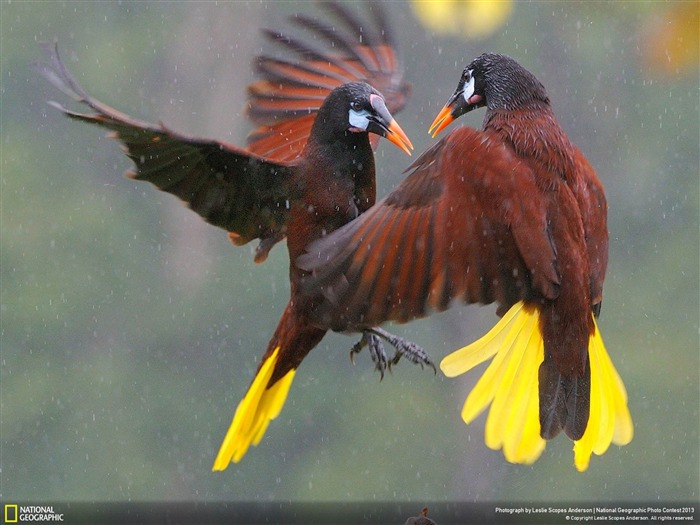 Oropendola chahut-National Geographic fond d'écran Vues:9024