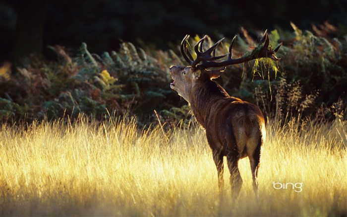 Prairie cerf-Octobre 2013 Bing fond d'écran Vues:9150