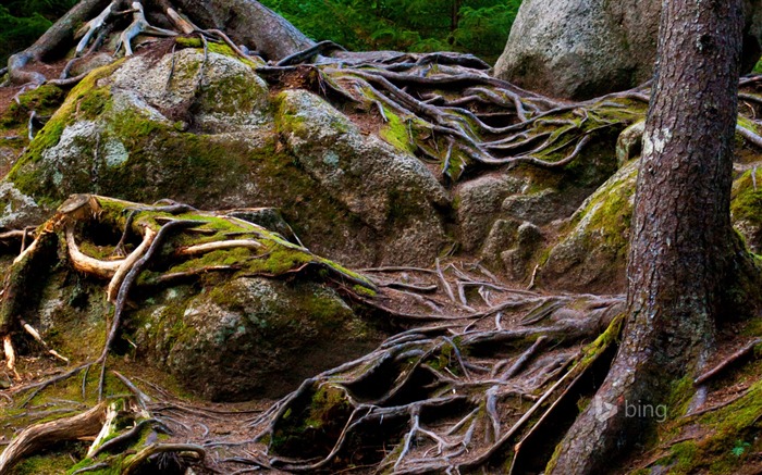 Les racines des arbres-Octobre 2013 Bing fond d'écran Vues:9825