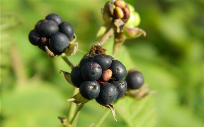 ベリー草熟し-食べ物のHD壁紙 ブラウズ:8868