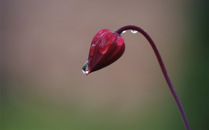 花蕾红色的花水滴-植物桌面壁纸 浏览:9644