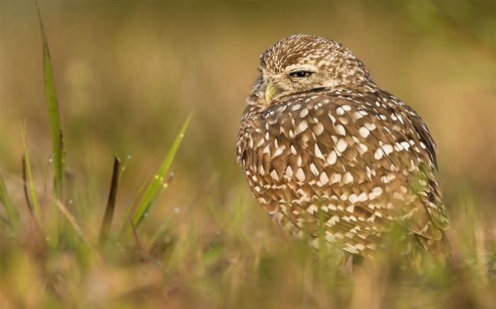 フクロウ鳥を掘り進む-動物写真の壁紙 ブラウズ:7887