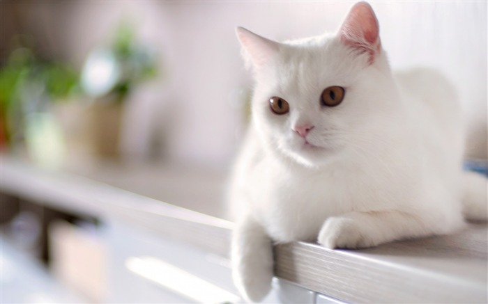 cat white sitting kitty-Animal photo Wallpaper Views:20239 Date:2013/11/13 6:28:42