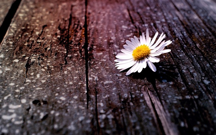 chamomile flower-plants desktop wallpaper Views:7554 Date:2013/11/17 6:09:51