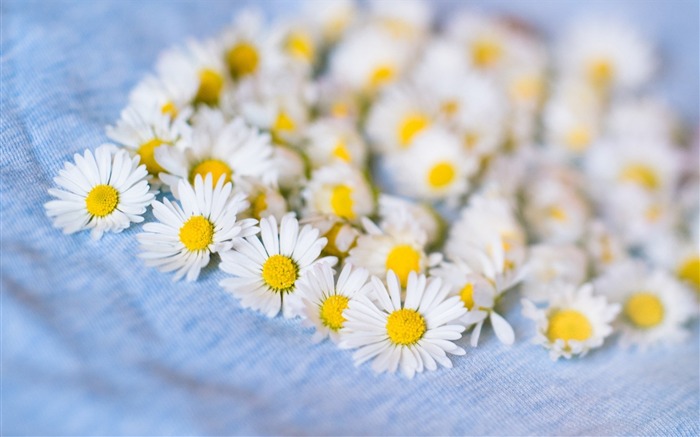 chamomile white flowers-plants desktop wallpaper Views:8321 Date:2013/11/17 6:10:38