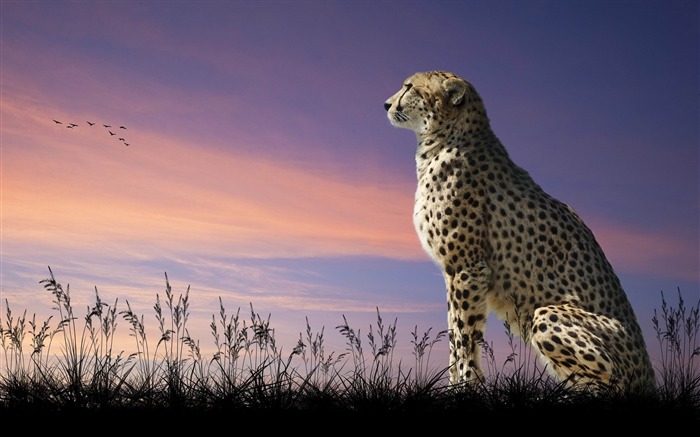 guépard nature sit-Animal Fond d'écran Vues:11684