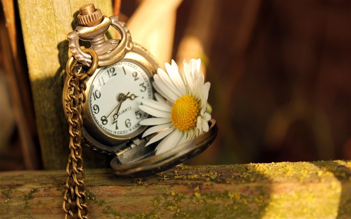 clock time daisy flower-plants desktop wallpaper Views:11902 Date:2013/11/17 6:11:19