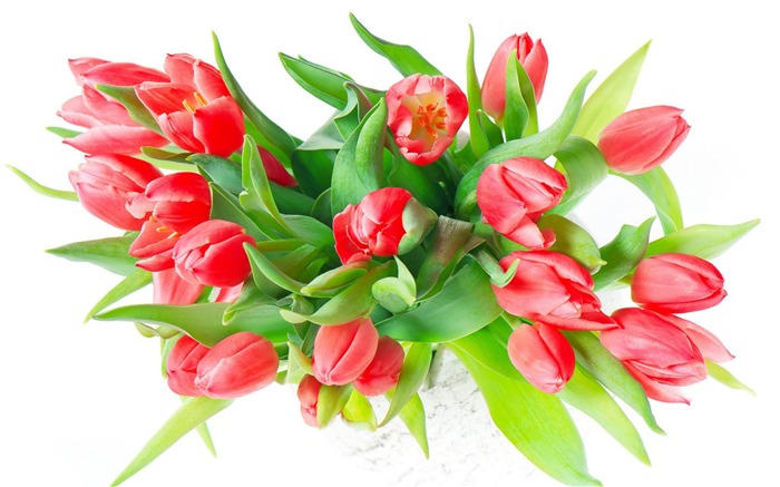 color red tulips-Photos HD Wallpaper Views:8818 Date:2013/11/5 7:35:37