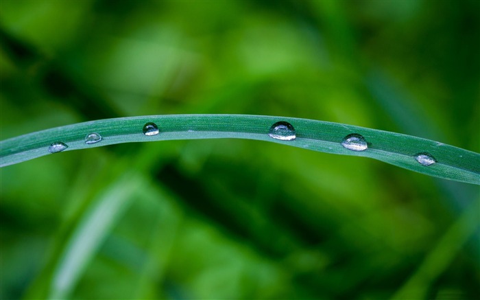 des gouttes de rosée herbe-Photos HD fonds d'écran Vues:8107