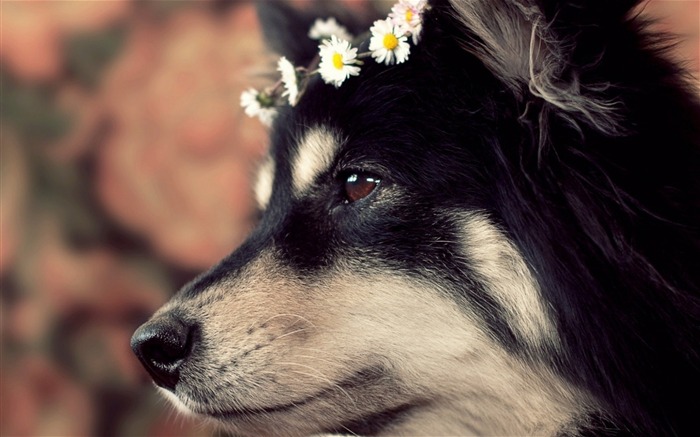 dog muzzle spotted wreath-Animal photo Wallpaper Views:7732 Date:2013/11/13 6:35:59