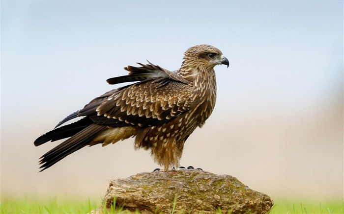 d'oiseau de pierre aigle-Animal Fond d'écran Vues:8943