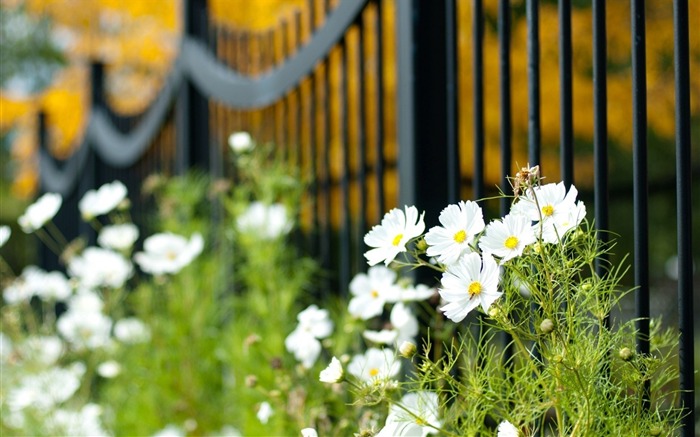 fence flowers white-plants desktop wallpaper Views:6597 Date:2013/11/17 6:17:39