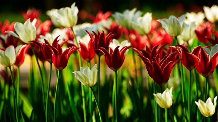 field nature red tulips-plants desktop wallpaper Views:7474 Date:2013/11/17 6:13:35