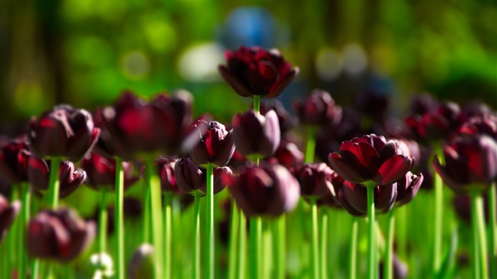 field nature tulips-plants desktop wallpaper Views:8060 Date:2013/11/17 6:13:09