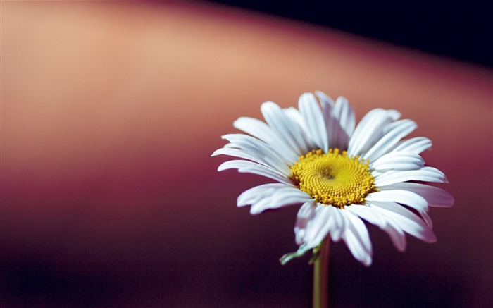 flower daisy white-plants desktop wallpaper Views:8447 Date:2013/11/17 6:14:15