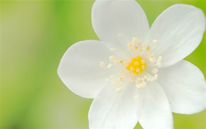 flower petals white plant-Photos HD Wallpaper Views:8877 Date:2013/11/5 7:31:28