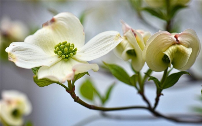 flower plant white-Photos HD Wallpaper Views:7421 Date:2013/11/5 7:36:54