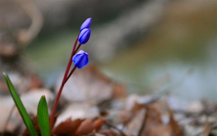 flowers blue leaves nature-plants desktop wallpaper Views:6933 Date:2013/11/17 6:15:19